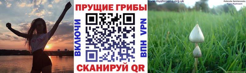 kraken сайт  Новокузнецк  Псилоцибиновые грибы MAGIC MUSHROOMS 